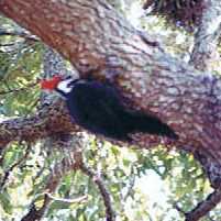 Pileated Woodpecker at Howard Park