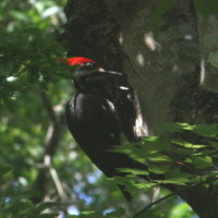 Pileated Woodpecker at John Chestnut Park