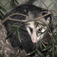 Possum in Port Richey Florida