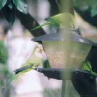 Quakers at our birdfeeder