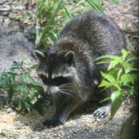 Racoon Brooker Creek Tarpon Florida