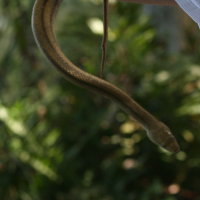 Rat Snake