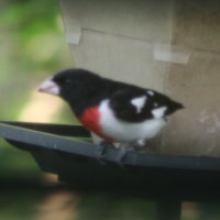 Rose-breasted Grosbeak