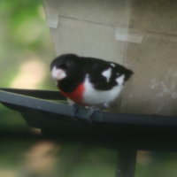 Rose-breasted Grosbeak