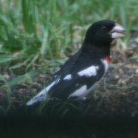 Rose-breasted Grosbeak