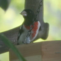 Rose-breasted Grosbeak