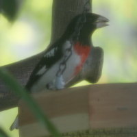 Rose-breasted Grosbeak