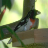 Rose-breasted Grosbeak