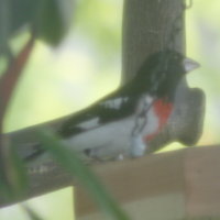 Rose-breasted Grosbeak