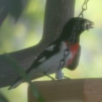 Rose-breasted Grosbeak