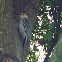 Red-bellied Woodpecker