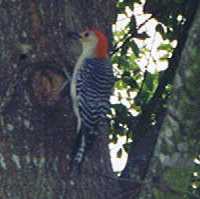 Red-bellied Woodpecker