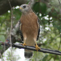 Red-shouldered Hawk - Tarpon Springs Florida