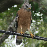 Red-shouldered Hawk - Tarpon Springs Florida