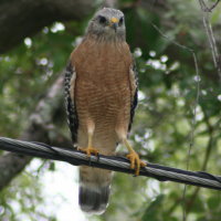 Red-shouldered Hawk - Tarpon Springs Florida