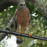 Red-shouldered Hawk - Tarpon Springs Florida