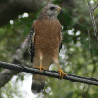 Red-shouldered Hawk - Tarpon Springs Florida