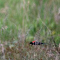 Redwing Blackbird in Flight
