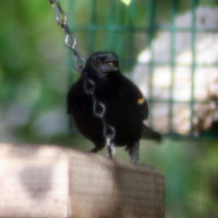 Redwing Blackbird in Feeder