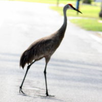 Sandhill Crane Crossing Road