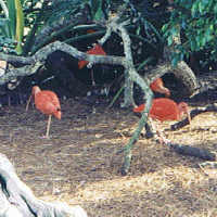 Scarlet Ibis - Orlando Florida