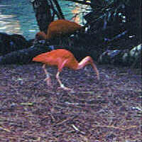 Scarlet Ibis - Orlando Florida