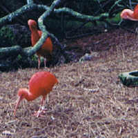 Scarlet Ibis - Orlando Florida
