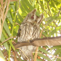 Screech Owl in Areka Palm