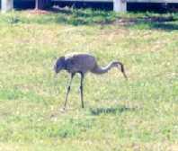 Sandhill Crane