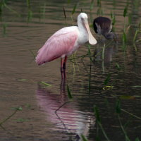 Roseate Spoonbill - Port Richey Florida