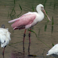 Roseate Spoonbill - Port Richey Florida