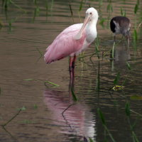 Roseate Spoonbill - Port Richey Florida