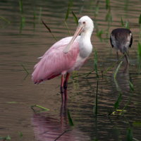 Roseate Spoonbill - Port Richey Florida