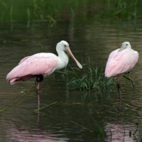 Roseate Spoonbill - Port Richey Florida