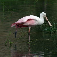 Roseate Spoonbill - Port Richey Florida