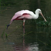 Roseate Spoonbill - Port Richey Florida