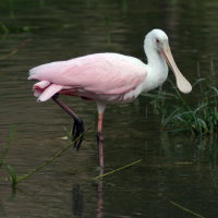 Roseate Spoonbill - Port Richey Florida