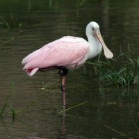 Roseate Spoonbill - Port Richey Florida