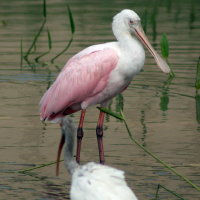 Roseate Spoonbill - Port Richey Florida