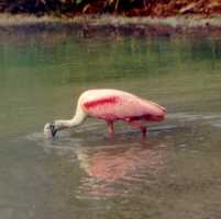 Spoonbill Feeding