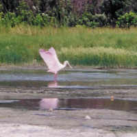 Spoonbill flapping wings