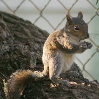 Squirrel in Port Richey Florida