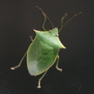 Green Stink Bug