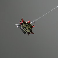 Thorny Orb Weaver Spider