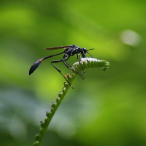 Thread-Waisted Wasp