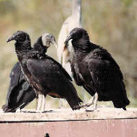 Three Vultures
