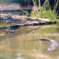 Alligator and Heron